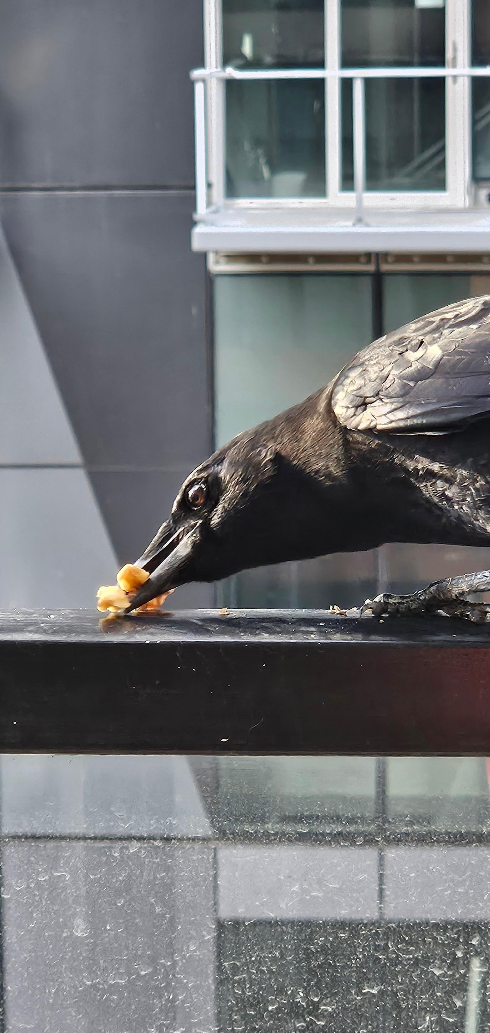 Visitor on balcony ledge