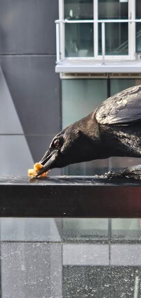 Visitor on balcony ledge