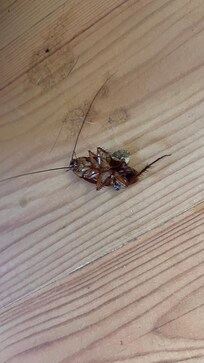 Huge cockroach after I squashed it