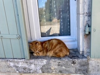 Our friendly furry friend