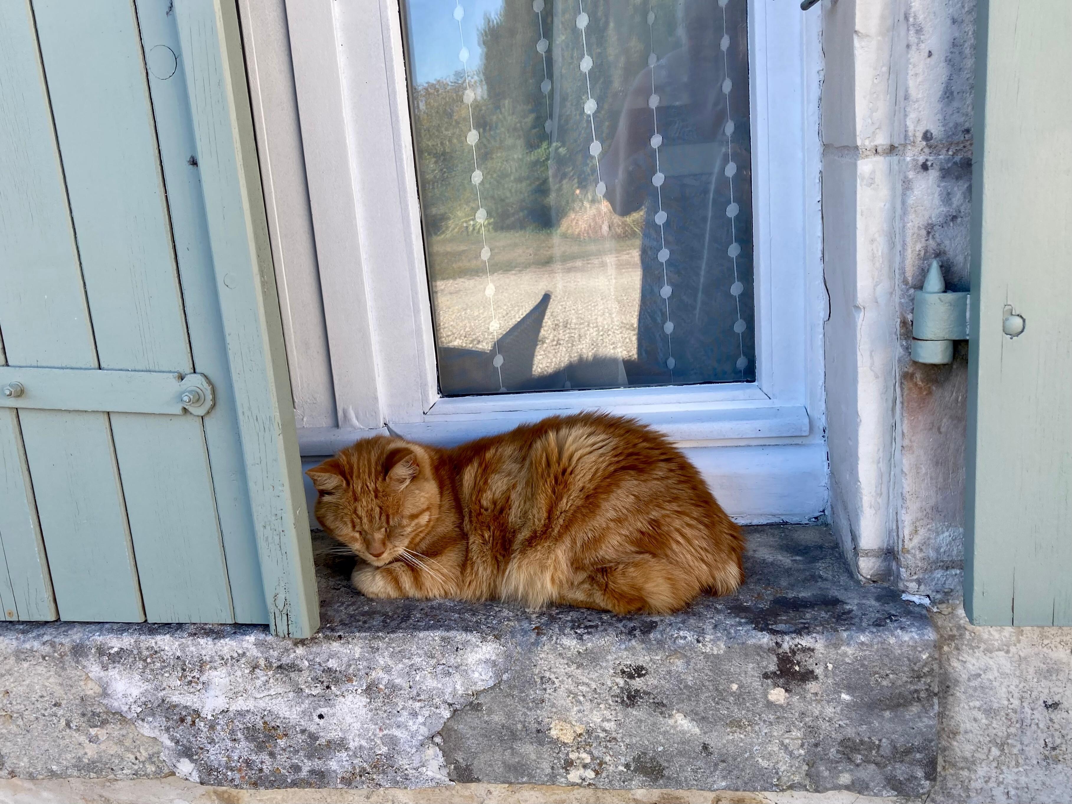 Our friendly furry friend