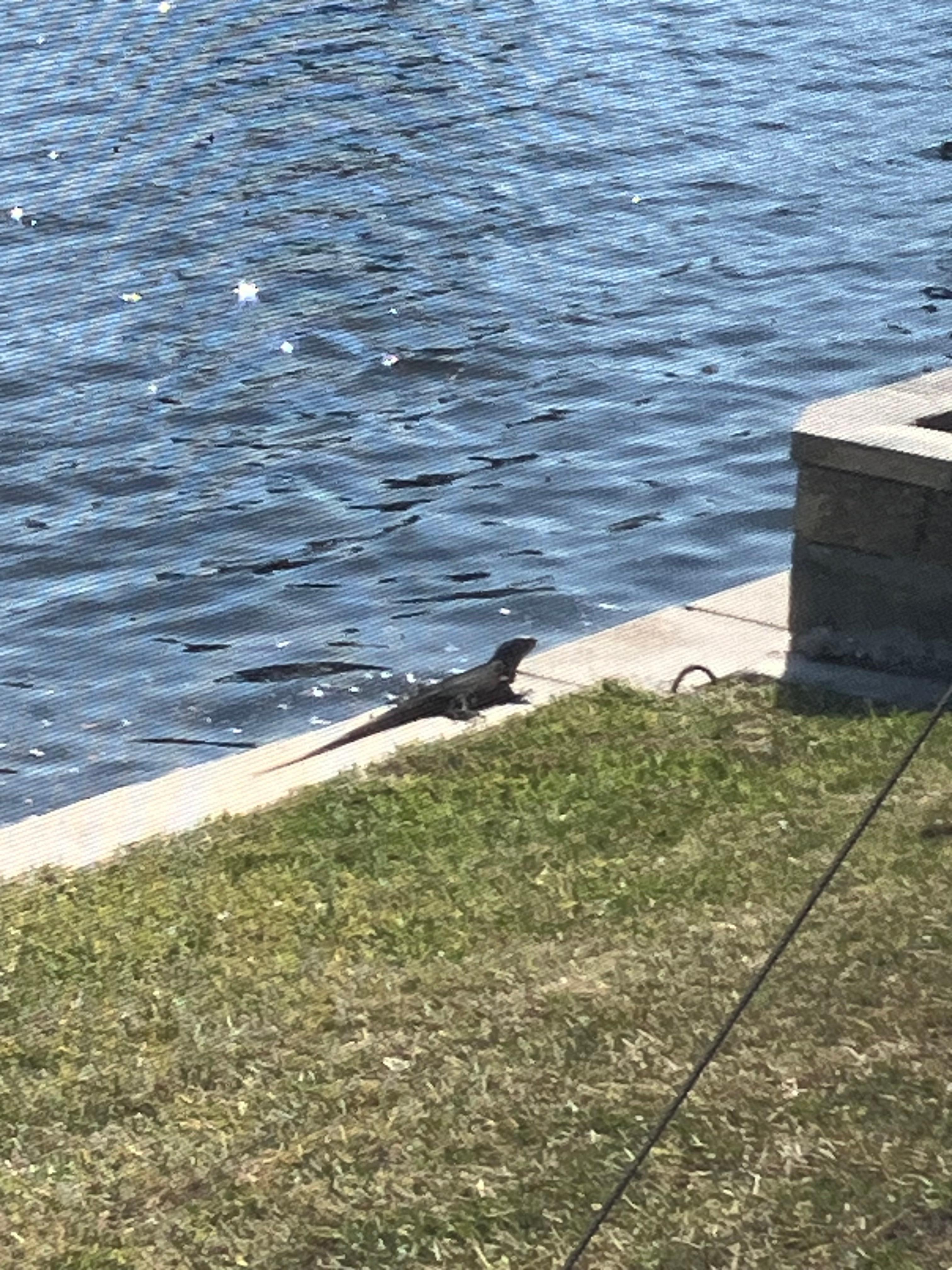 Large iguana on the run