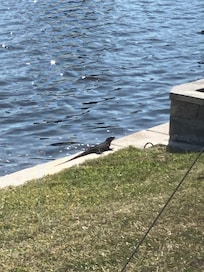 Large iguana on the run