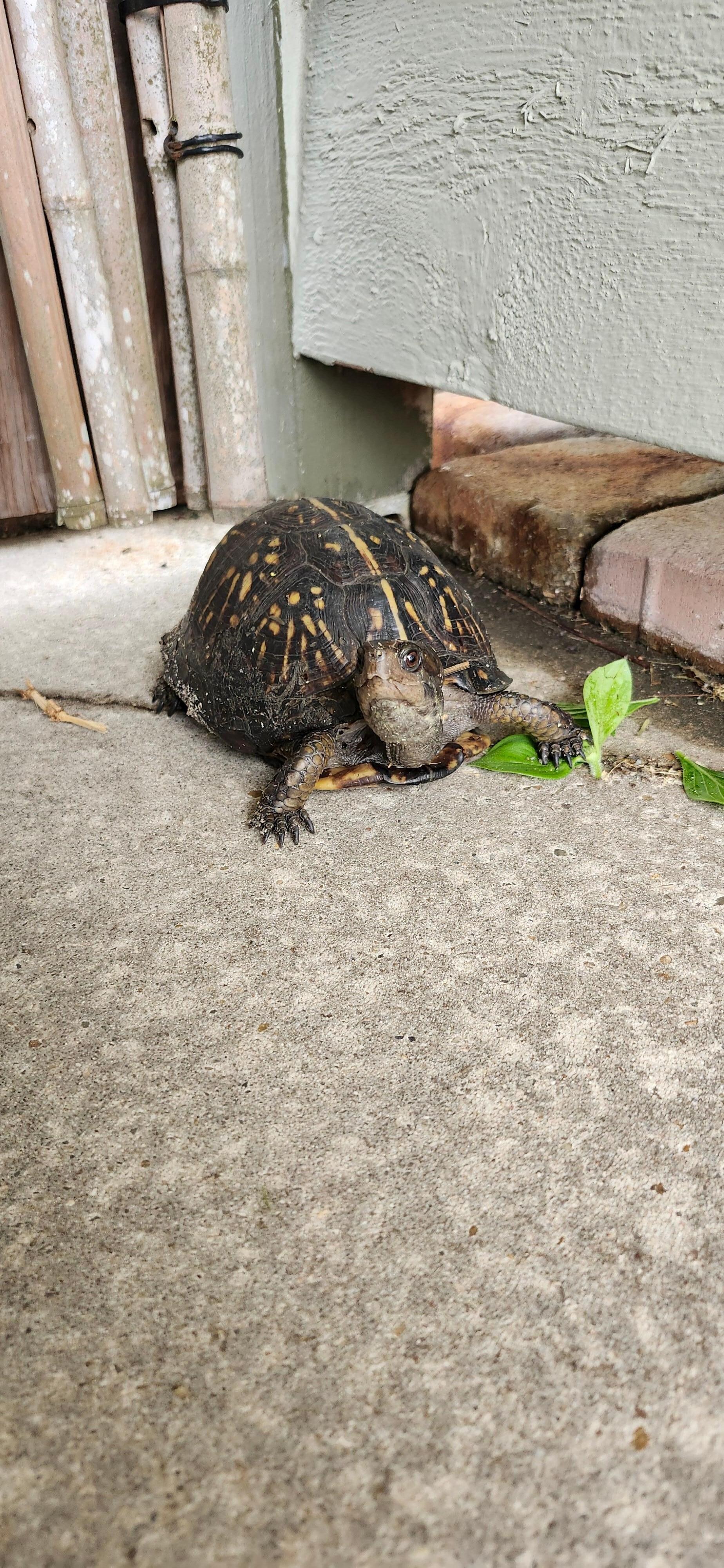 Our door greeter 🐢 
