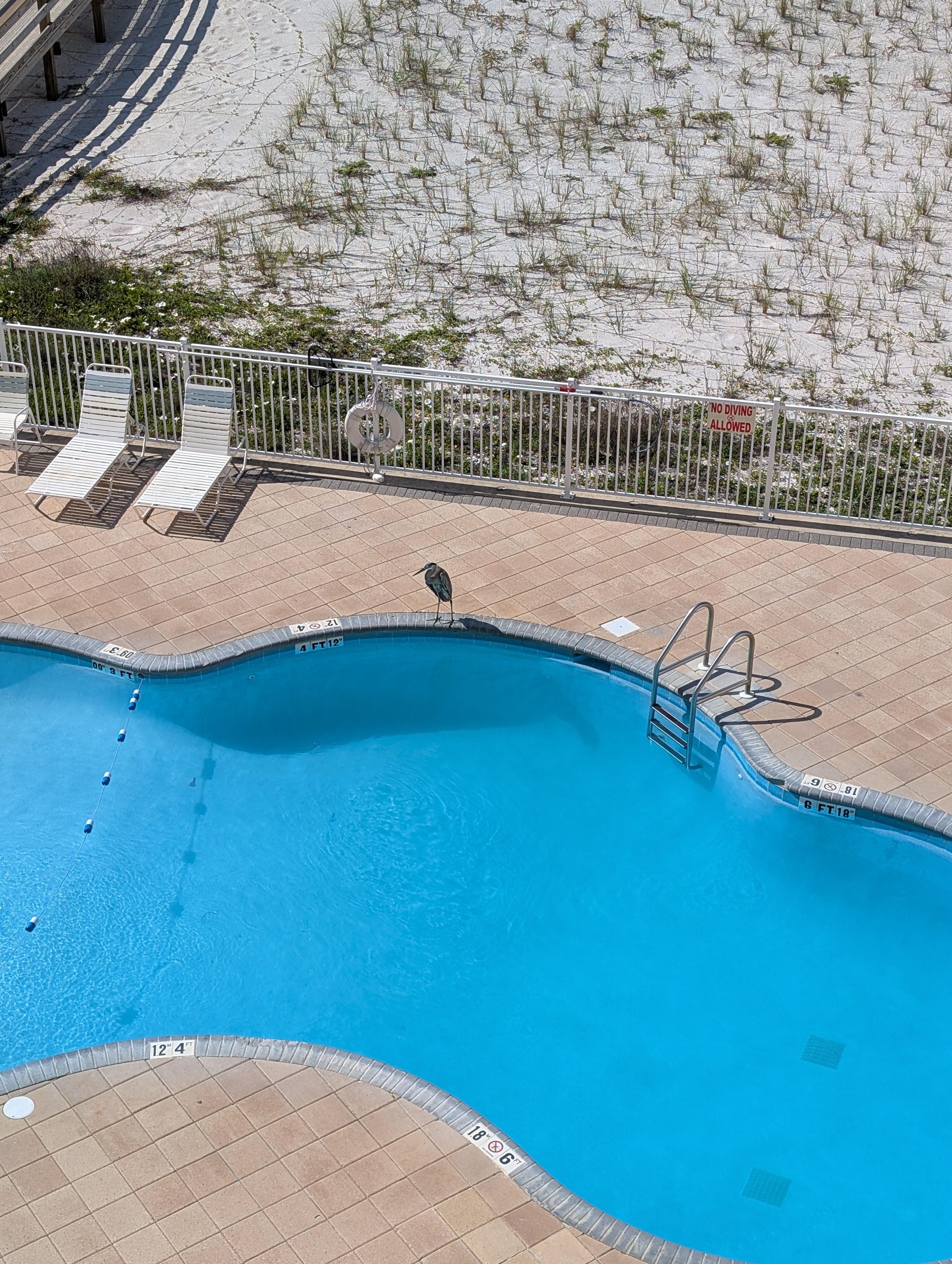 Pool view from the balcony 