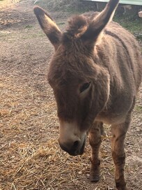 Donkeys
