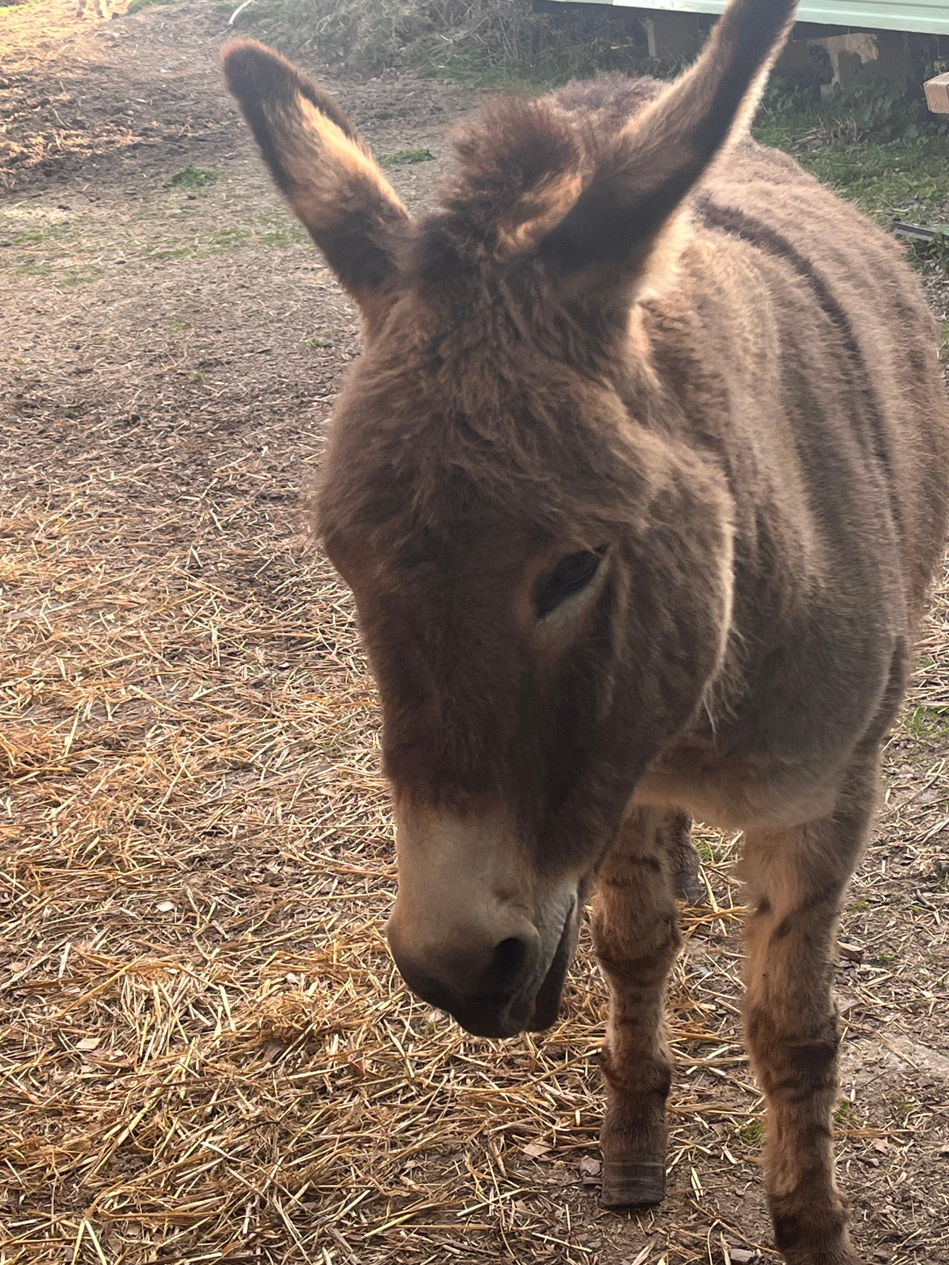 Donkeys