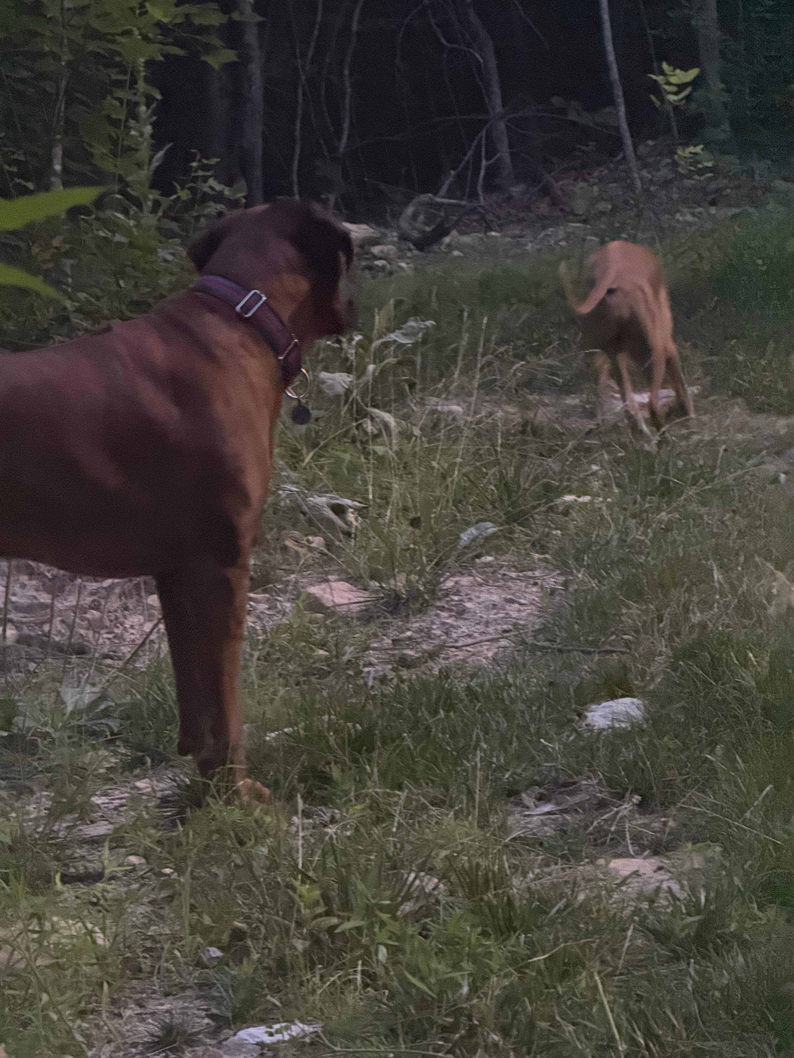 Dogs exploring at dusk