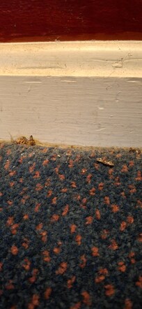 Dead bugs on carpet