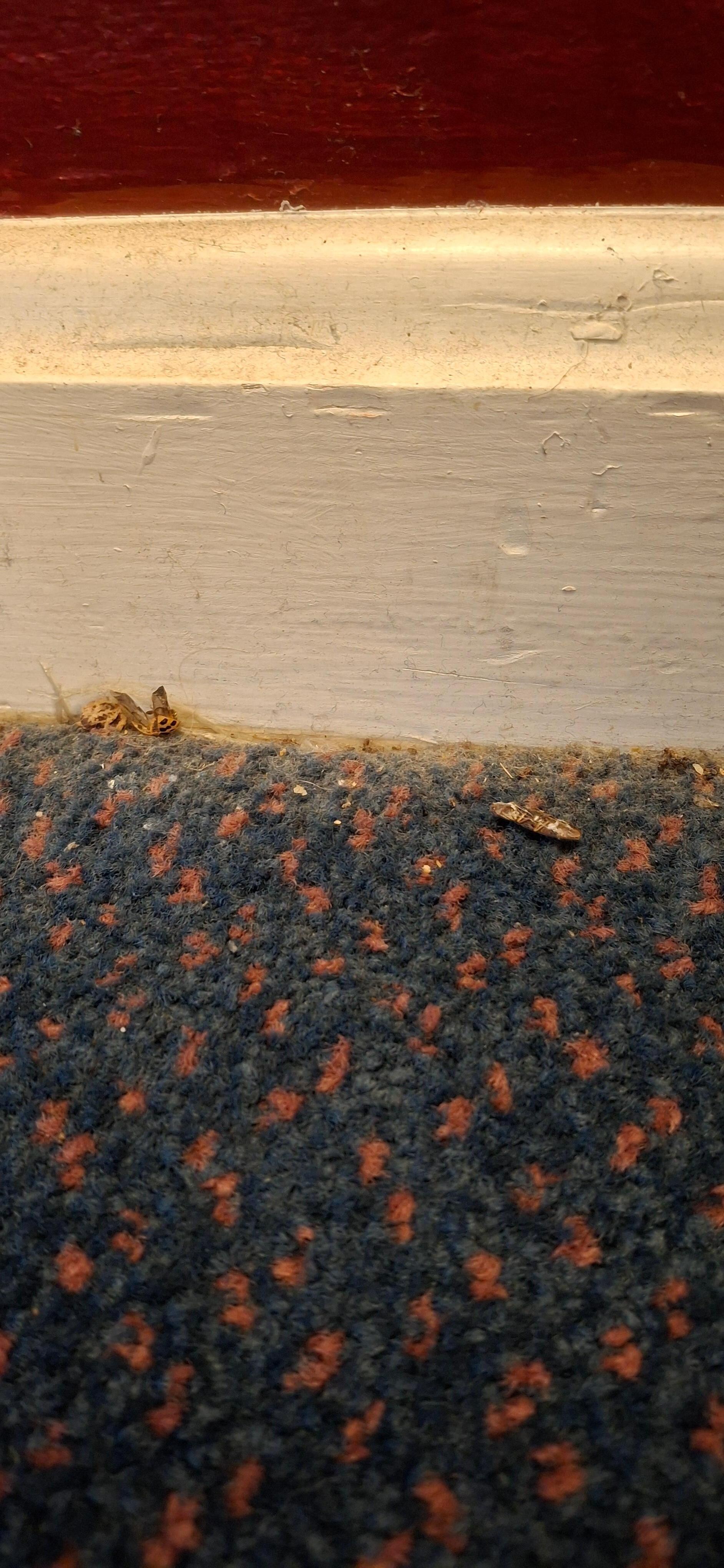 Dead bugs on carpet