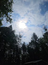 Beautiful trees