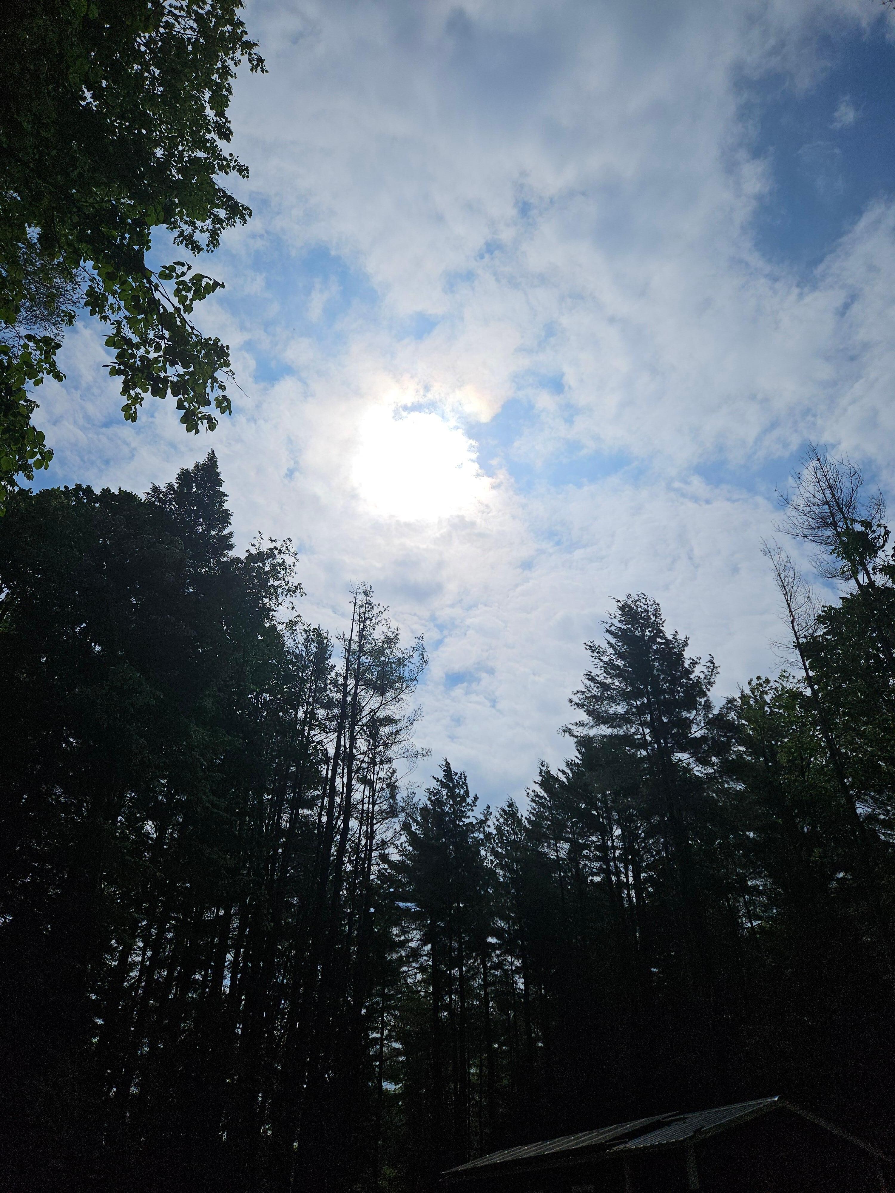 Beautiful trees