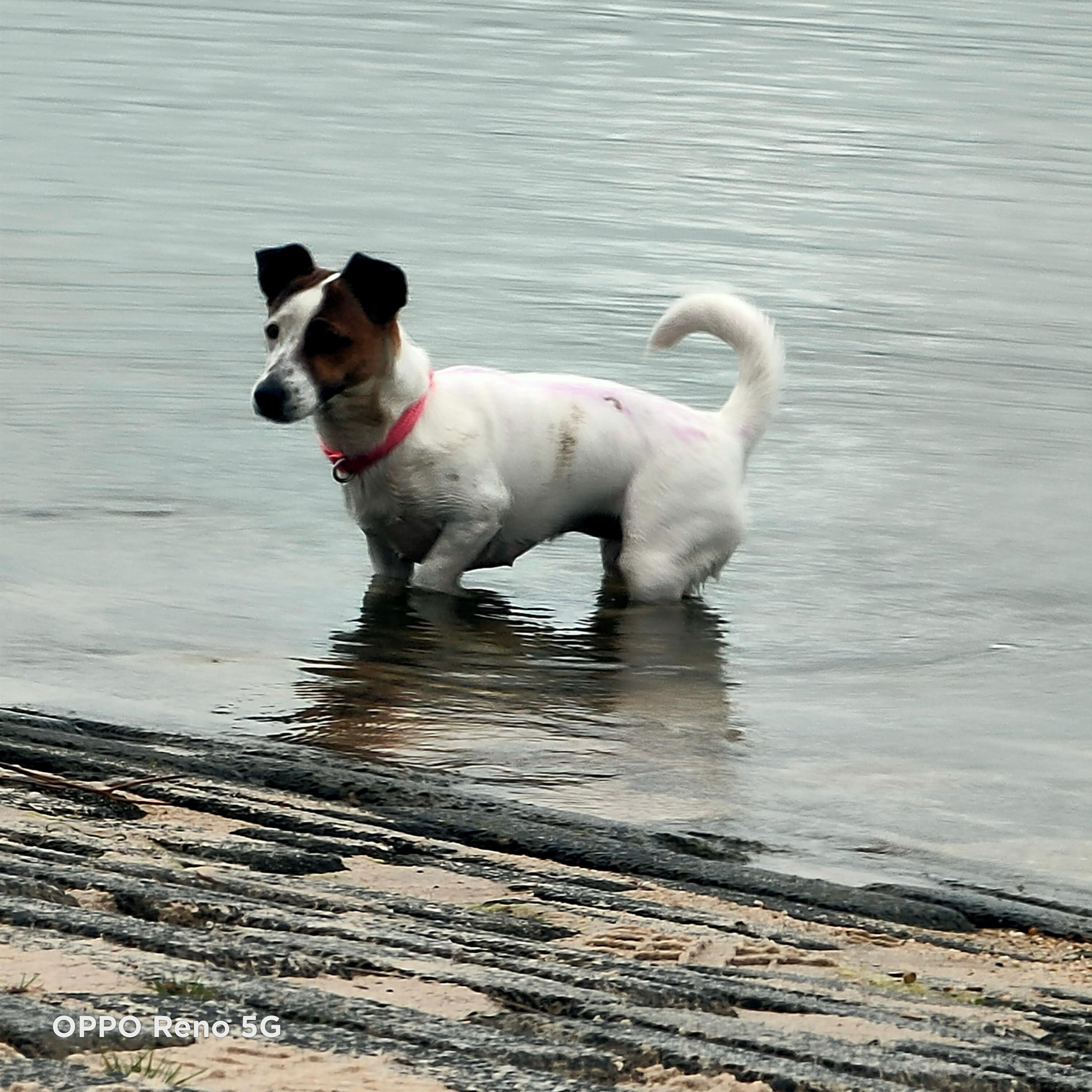 Our puppy loved the water .