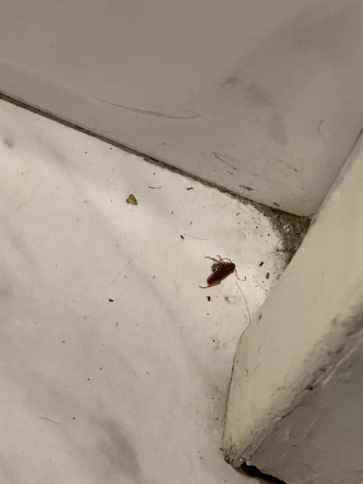 Dead cockroach in the bathroom corner