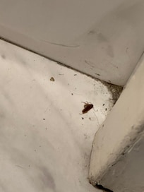 Dead cockroach in the bathroom corner