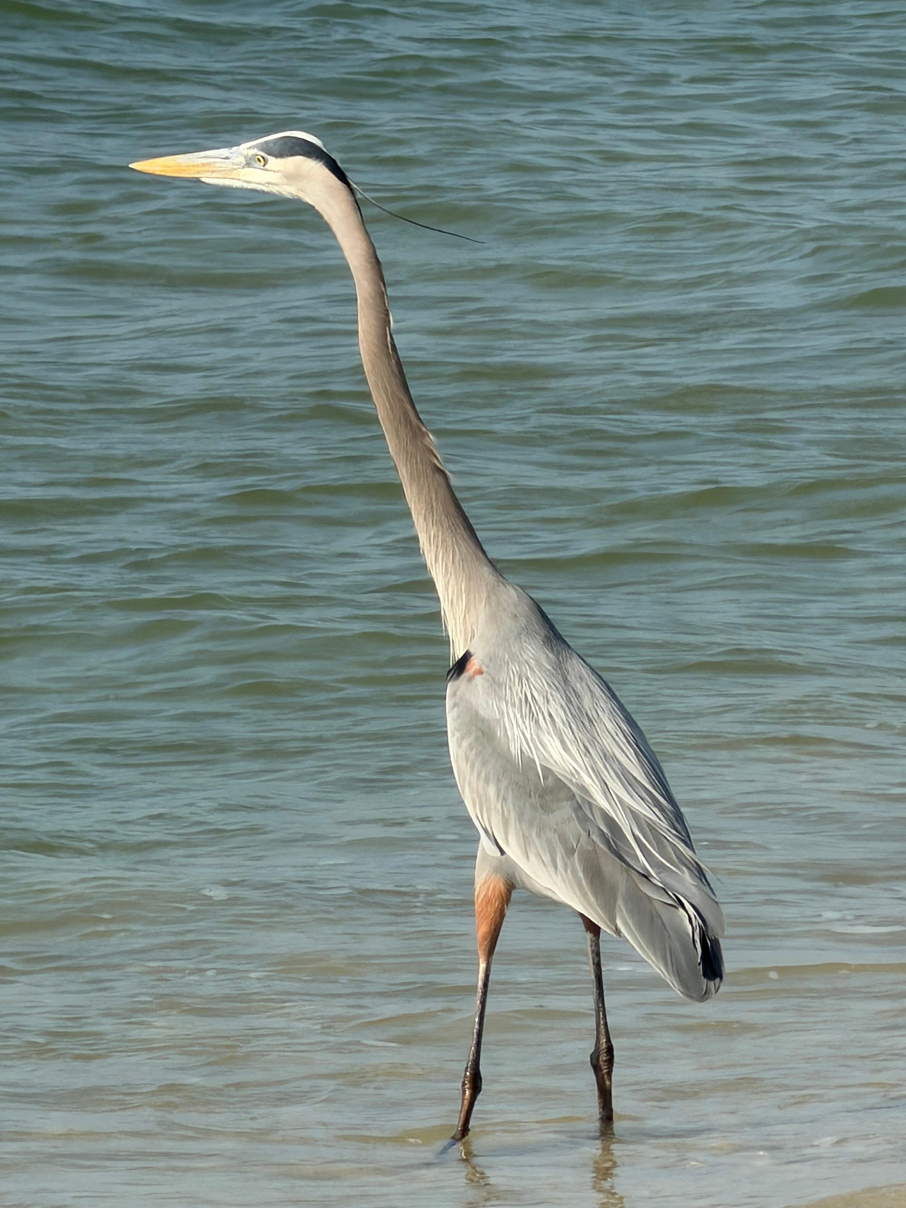 Even added attractions lol