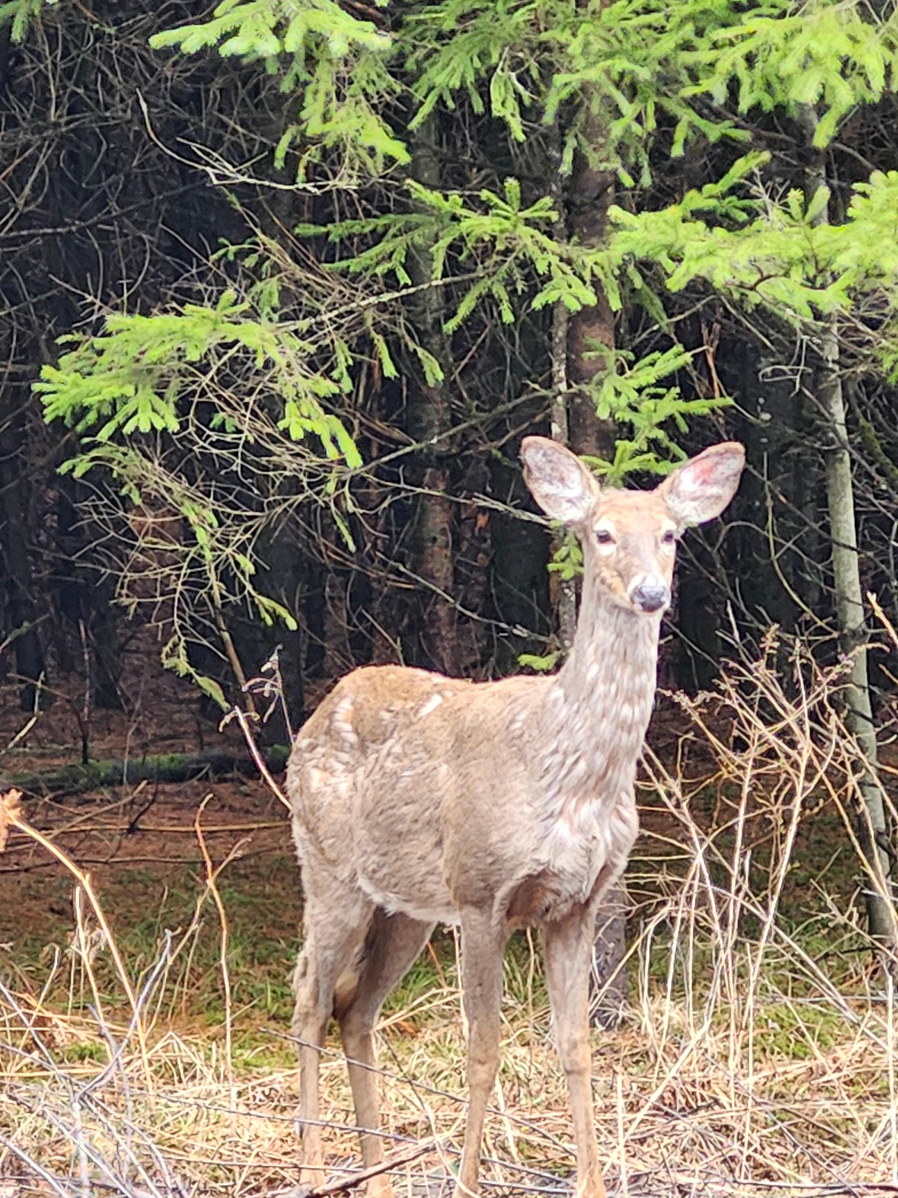 Hoping for a Moose but still loved the 4 deer we saw wandering around
