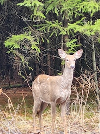 Hoping for a Moose but still loved the 4 deer we saw wandering around