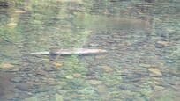 Beaver!