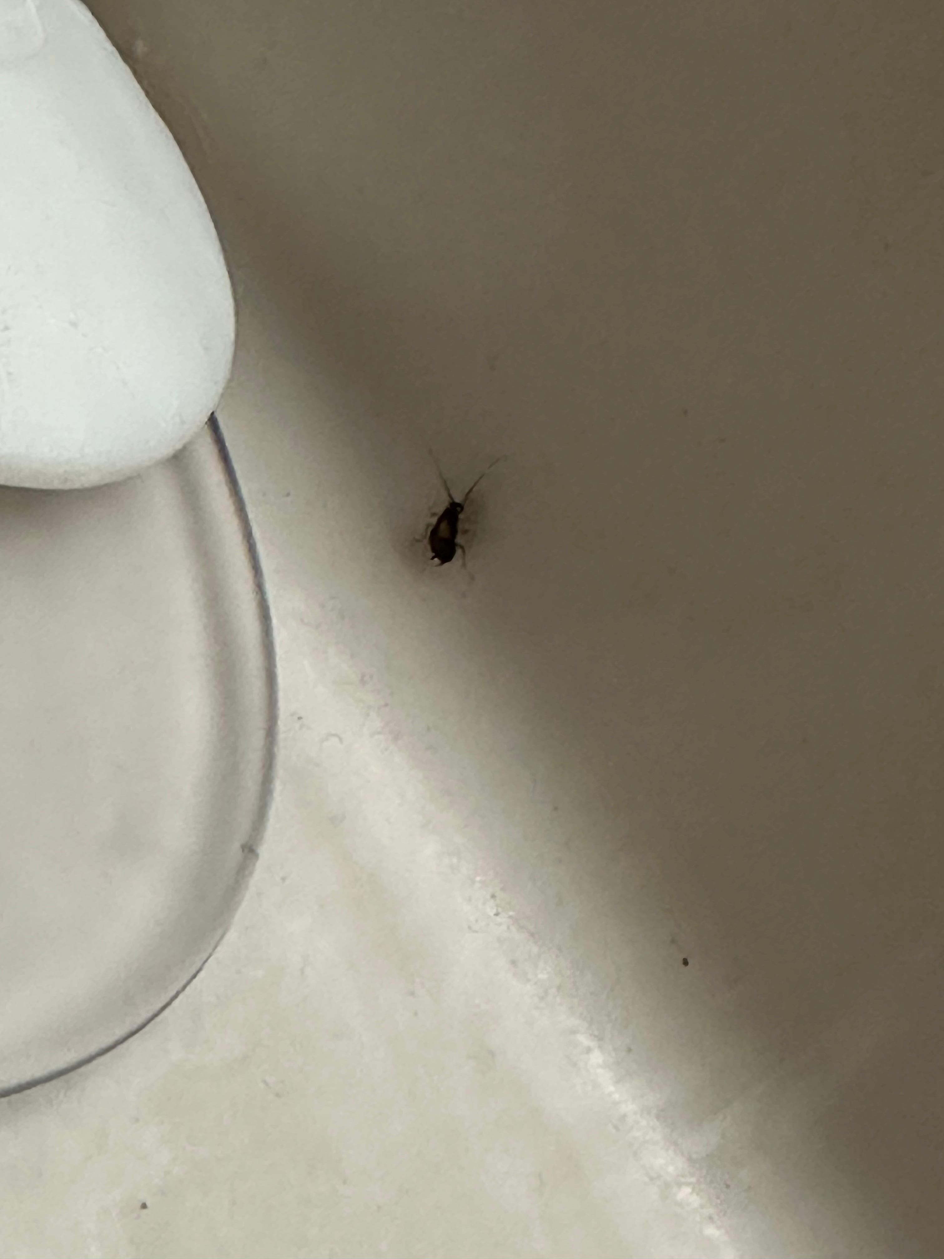 Roach on vanity/sink in NEW/SECOND room we were moved to 
