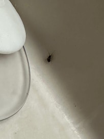 Roach on vanity/sink in NEW/SECOND room we were moved to