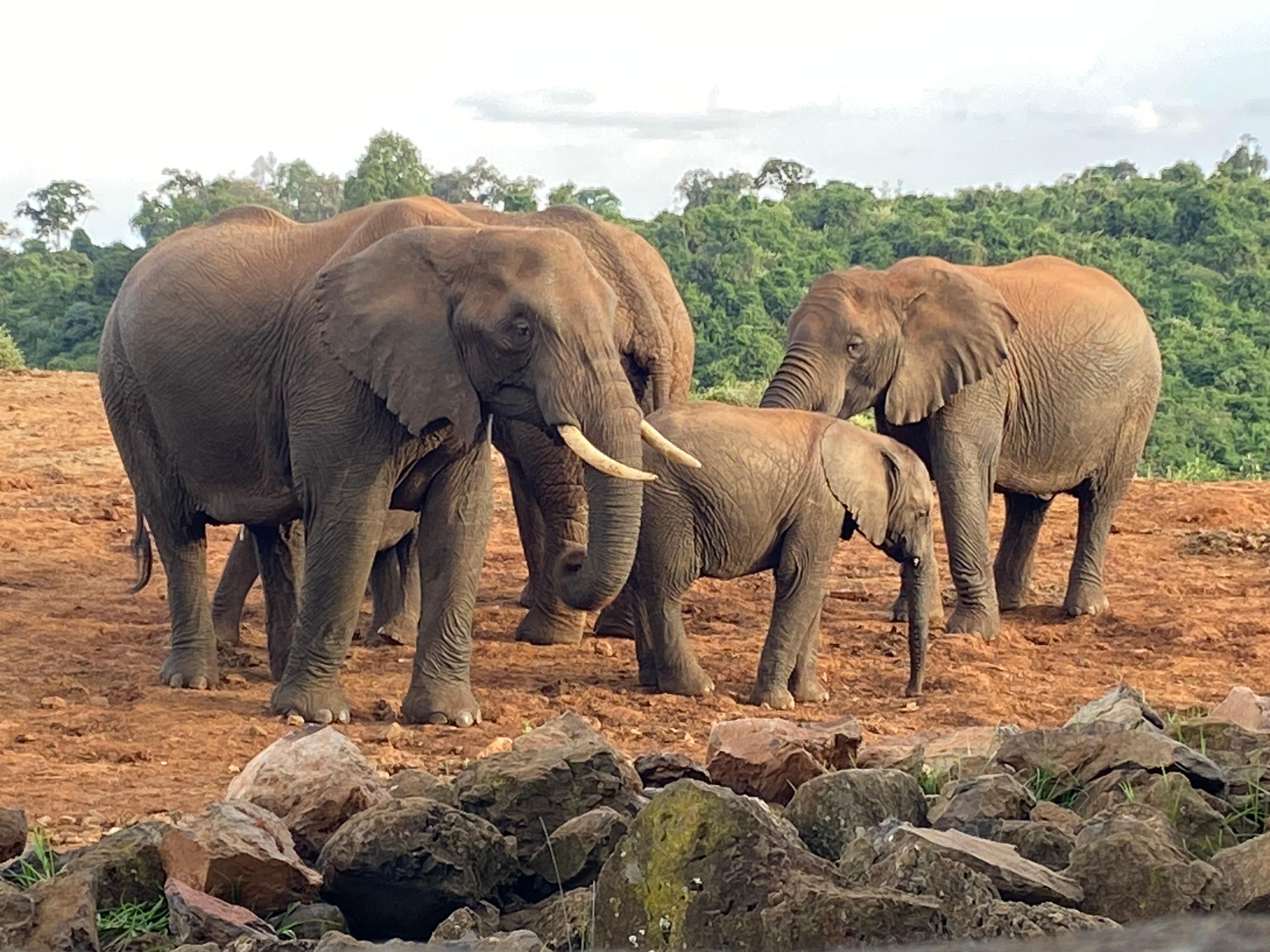 View from the ark of the waterhole