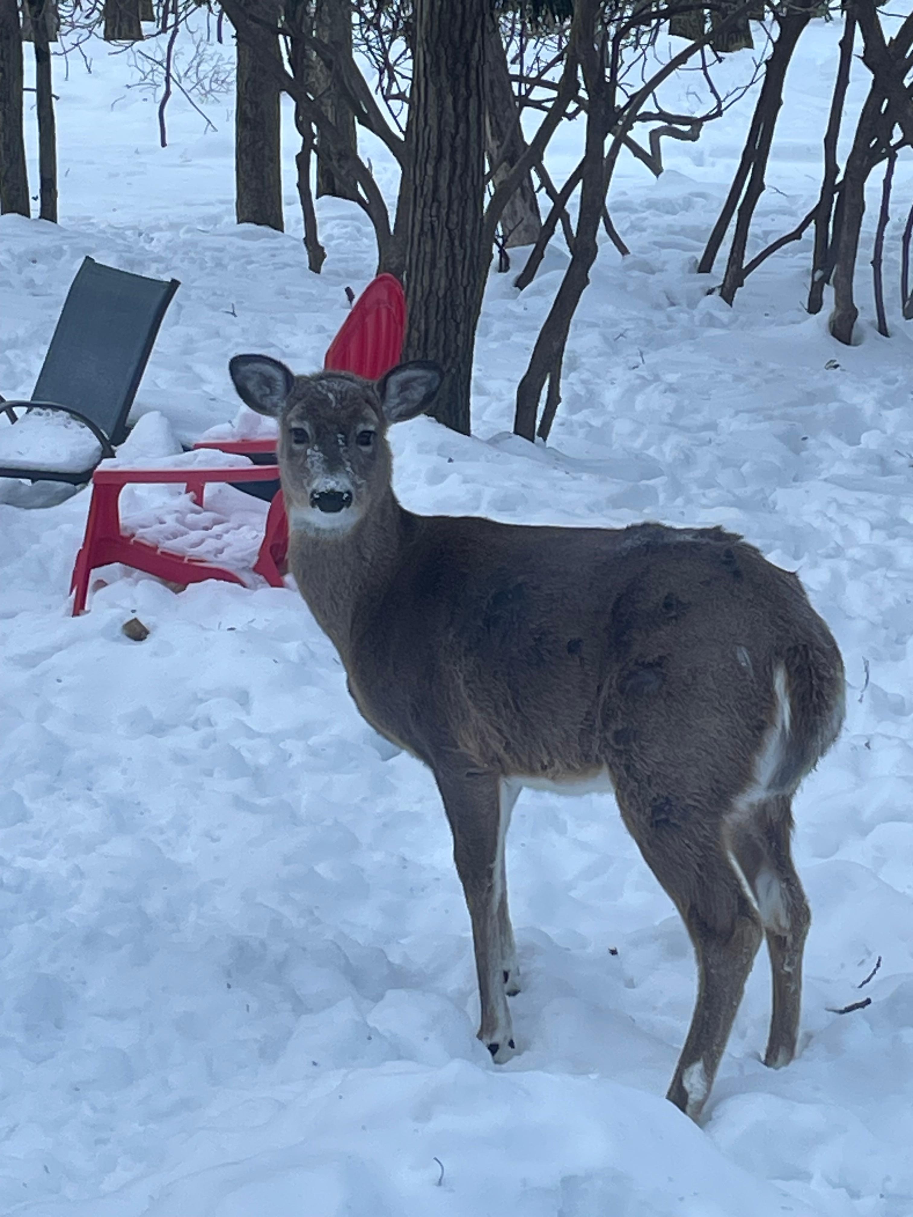 We saw deer every morning and evening. 