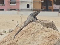 Sunning iguana