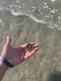 On my morning walk on the beach, I came across this little treasure.