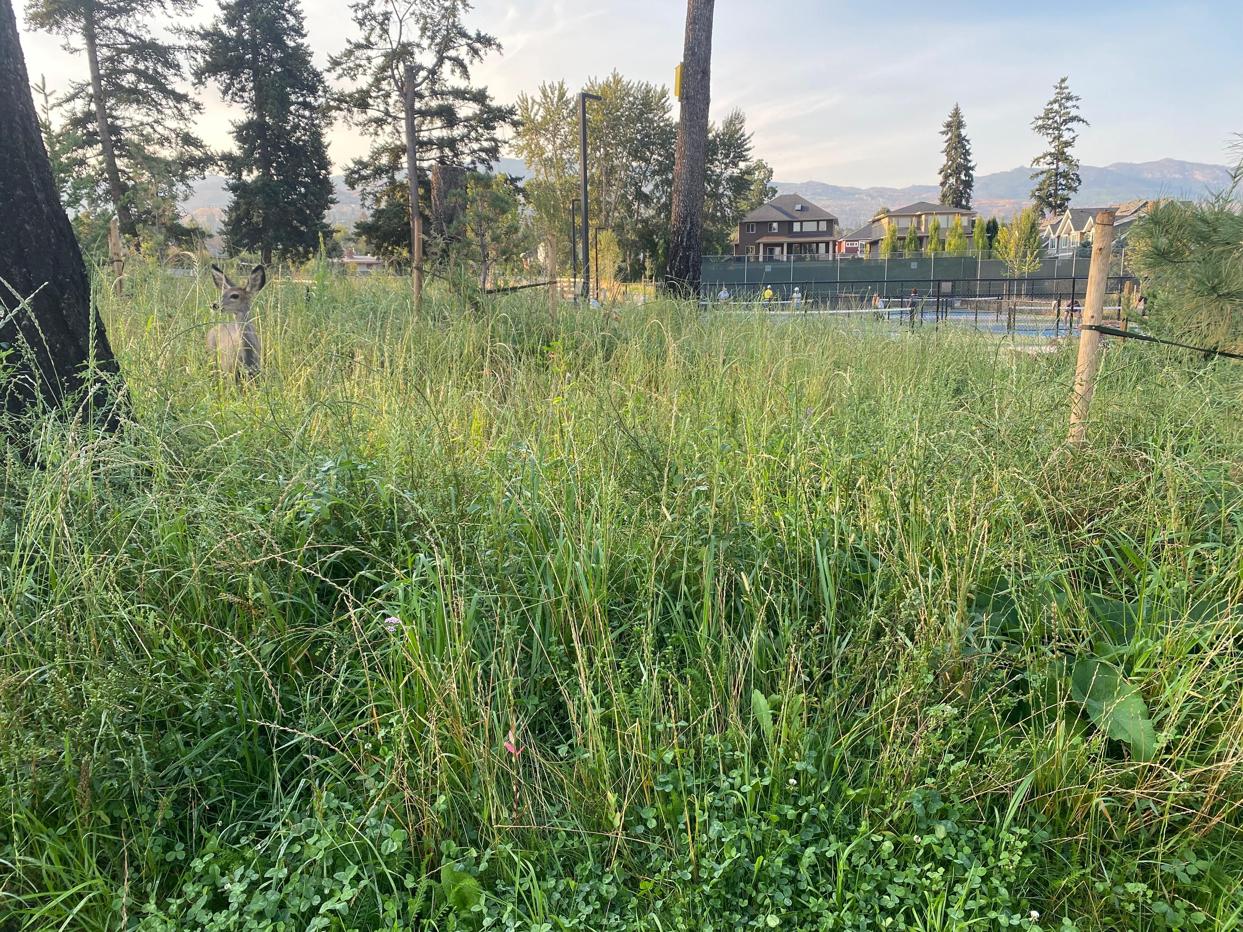 Deer and pickleball players are up early in this neighborhood 