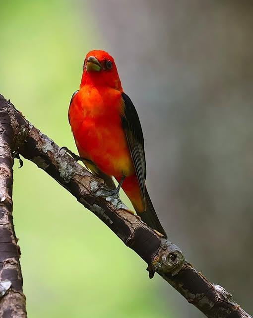Scarlet Tanager on a nearby hike. 