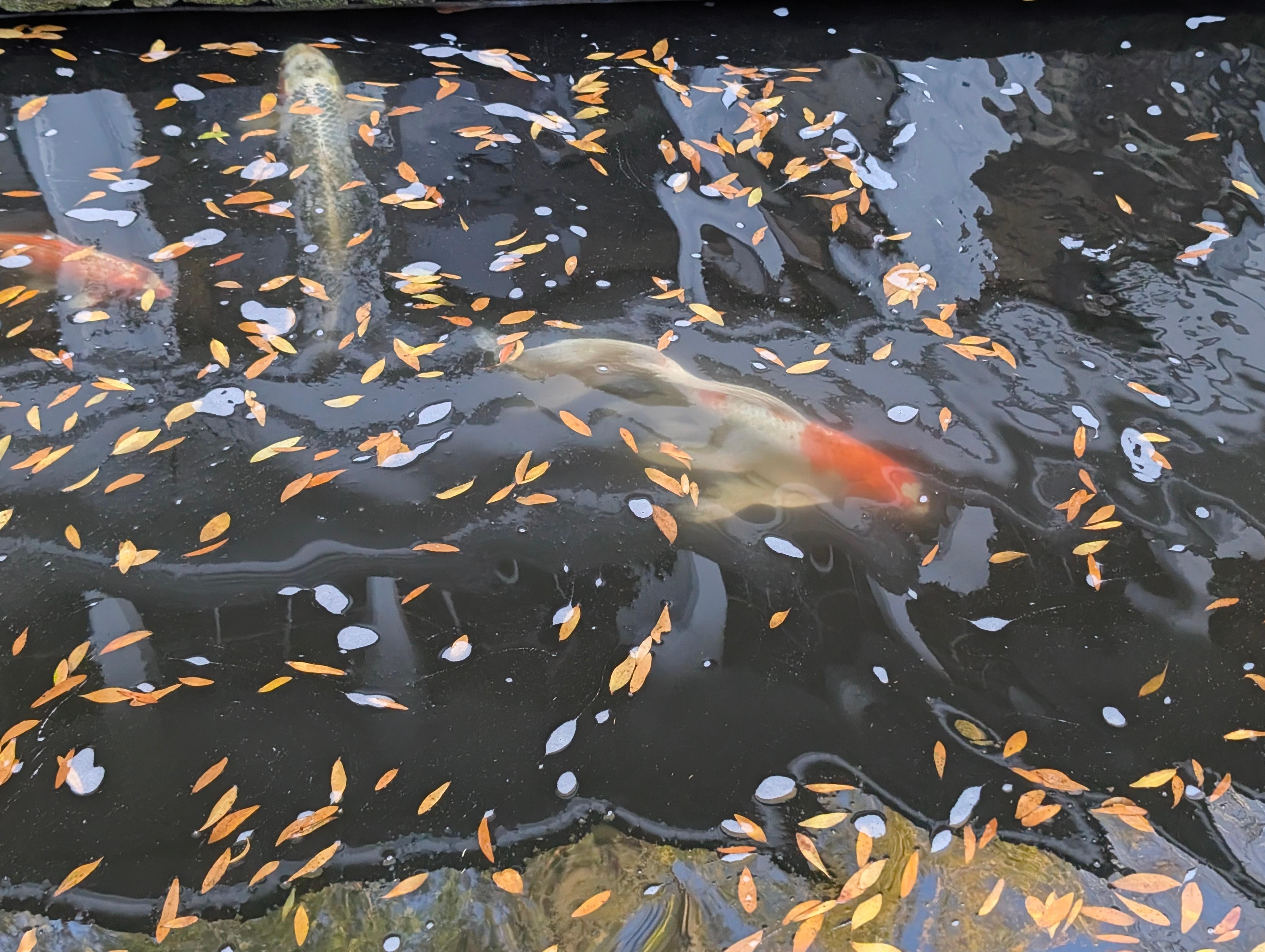 Koi pond