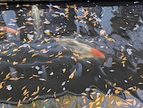 Koi pond