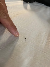 Bed bugs/ ticks in my daughters bed