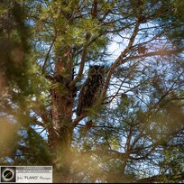 We enjoyed the hooting of this owl and were lucky enough to let him take this photo of him - one time although he serenaded every night