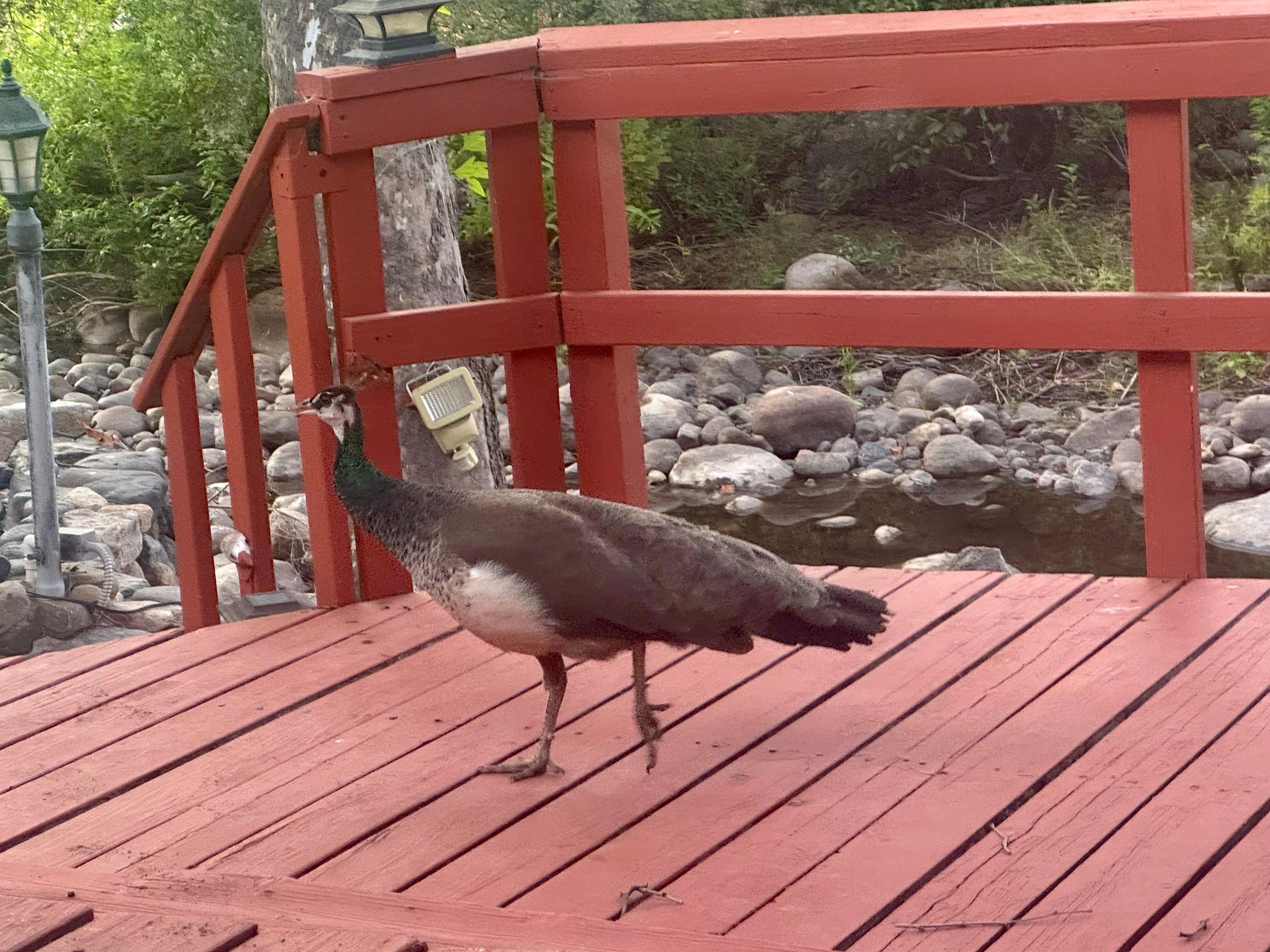 Peahen on the deck 