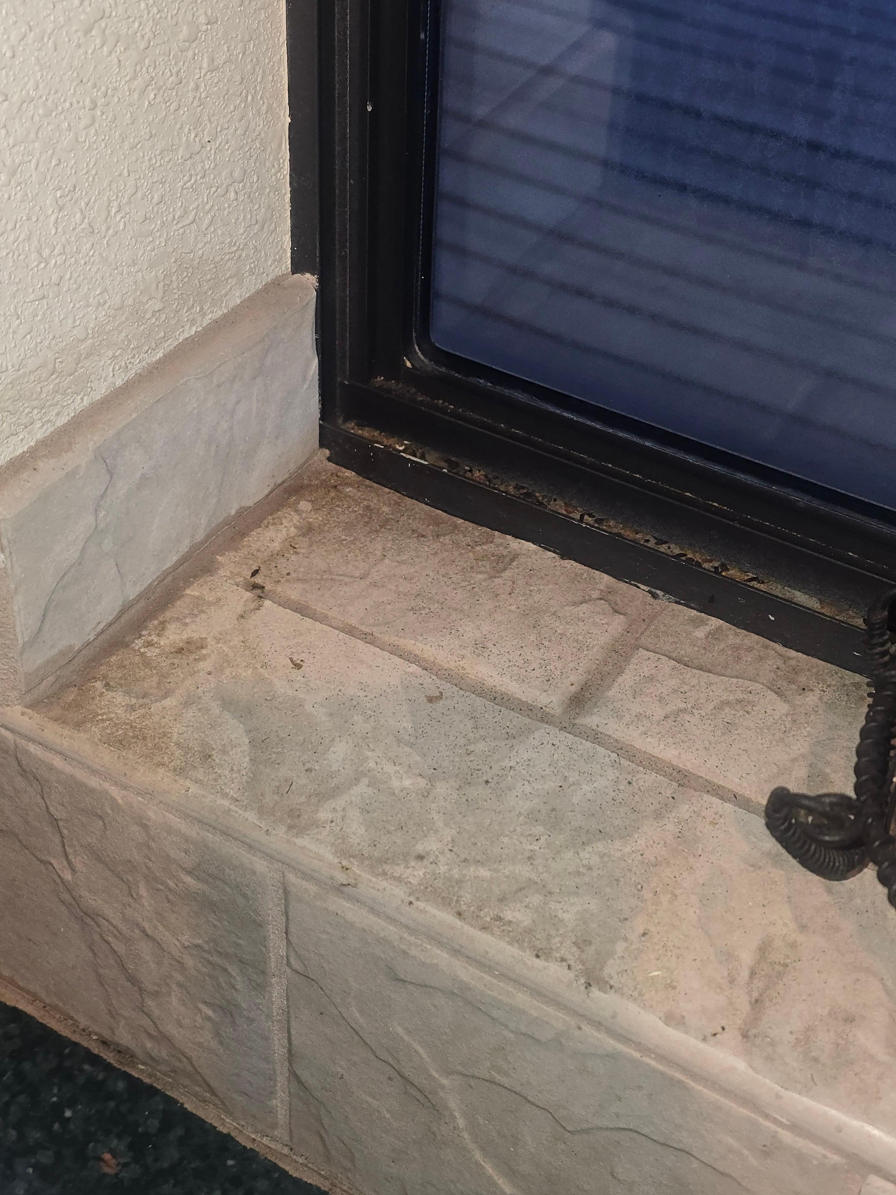 Mice dropping on window ledge in the kitchen.