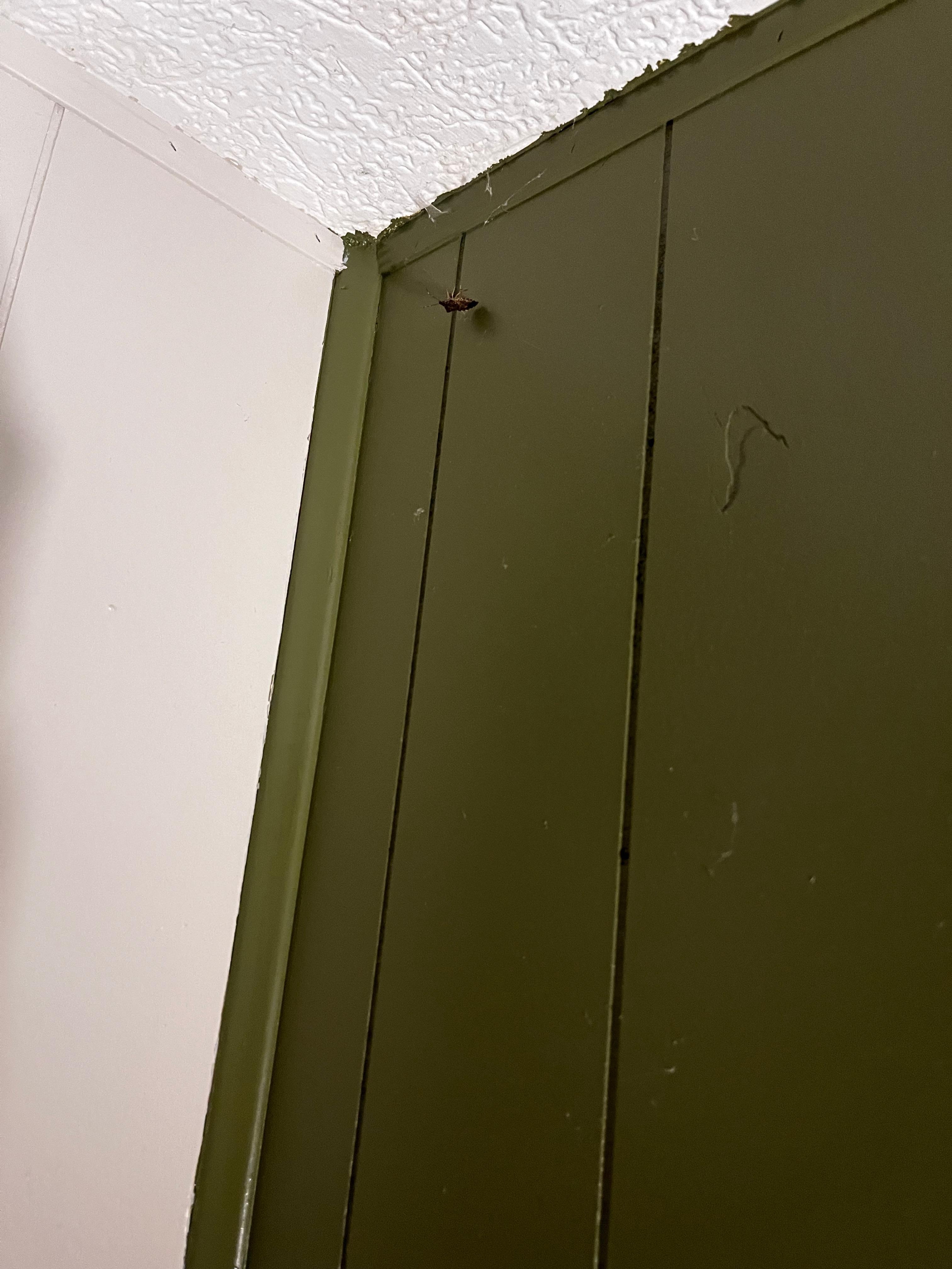 Large bug - I think it was dead