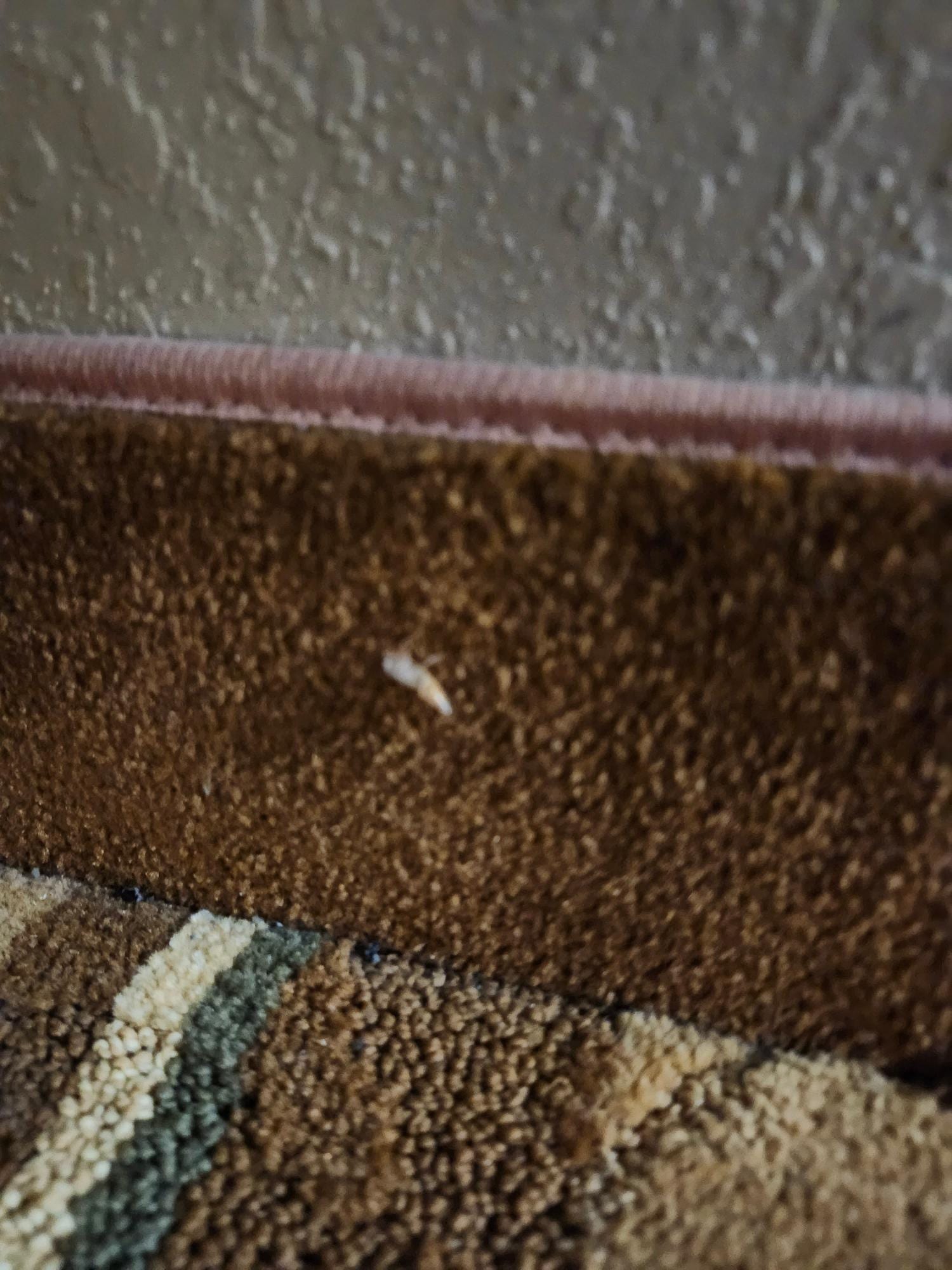 Roaches on base boards