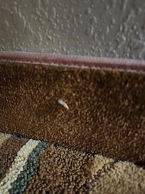 Roaches on base boards