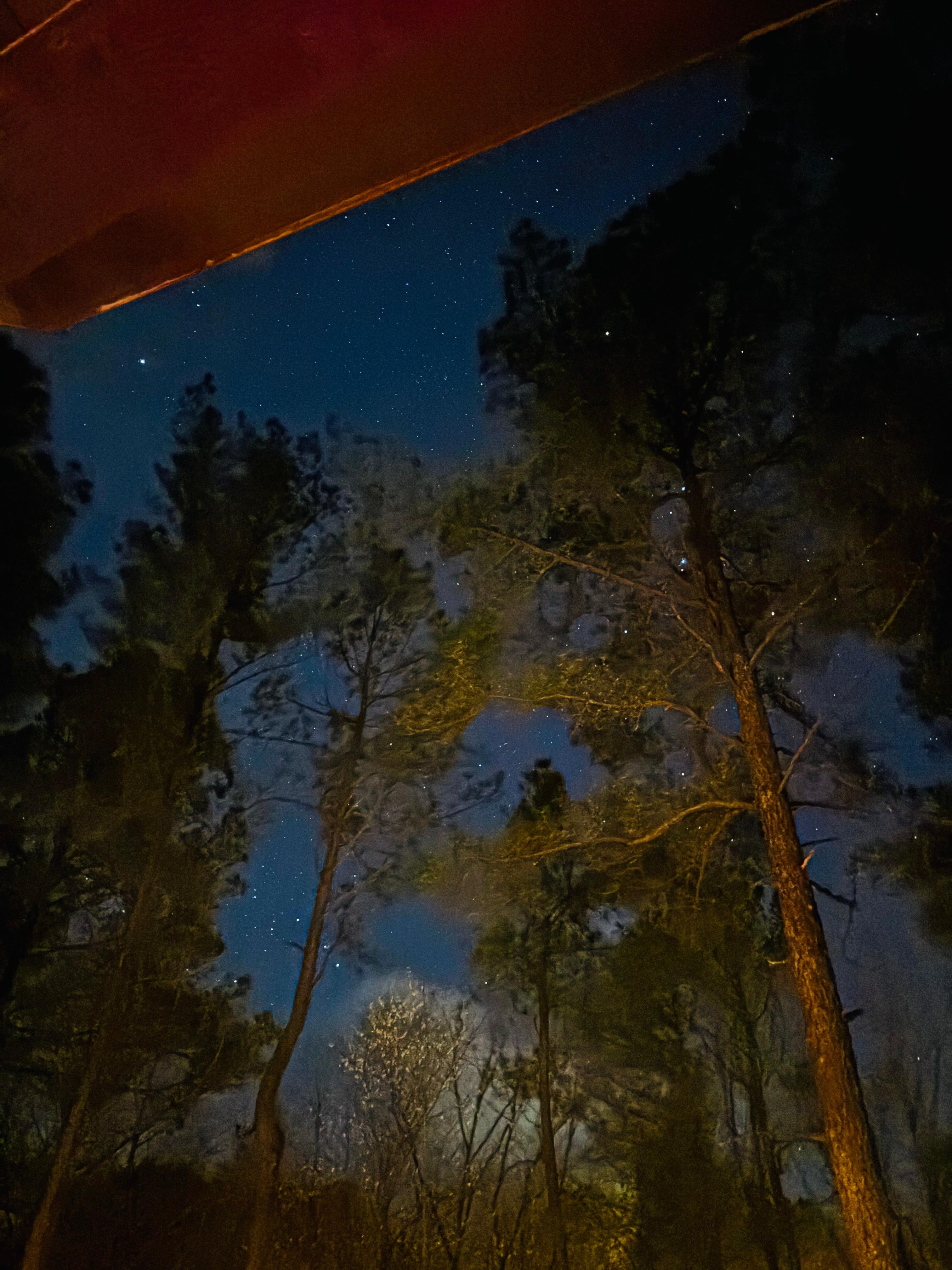 The stars through the trees while I sat in hot tub