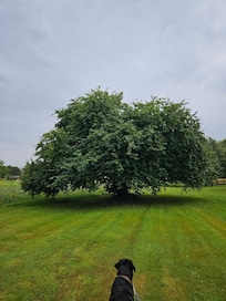 Mirabellenbaum auf dem Gelände