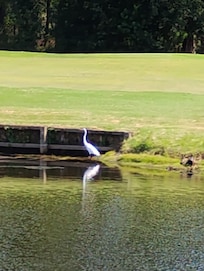 Our view every afternoon