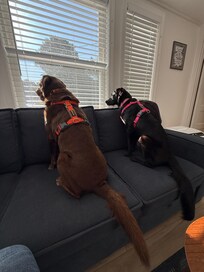 We did use the red comforter to cover the couch, this picture was taken as we were packing up the car! The dogs very much liked their stay as well ☺️🐾