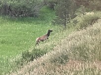 Elk 7/19/25