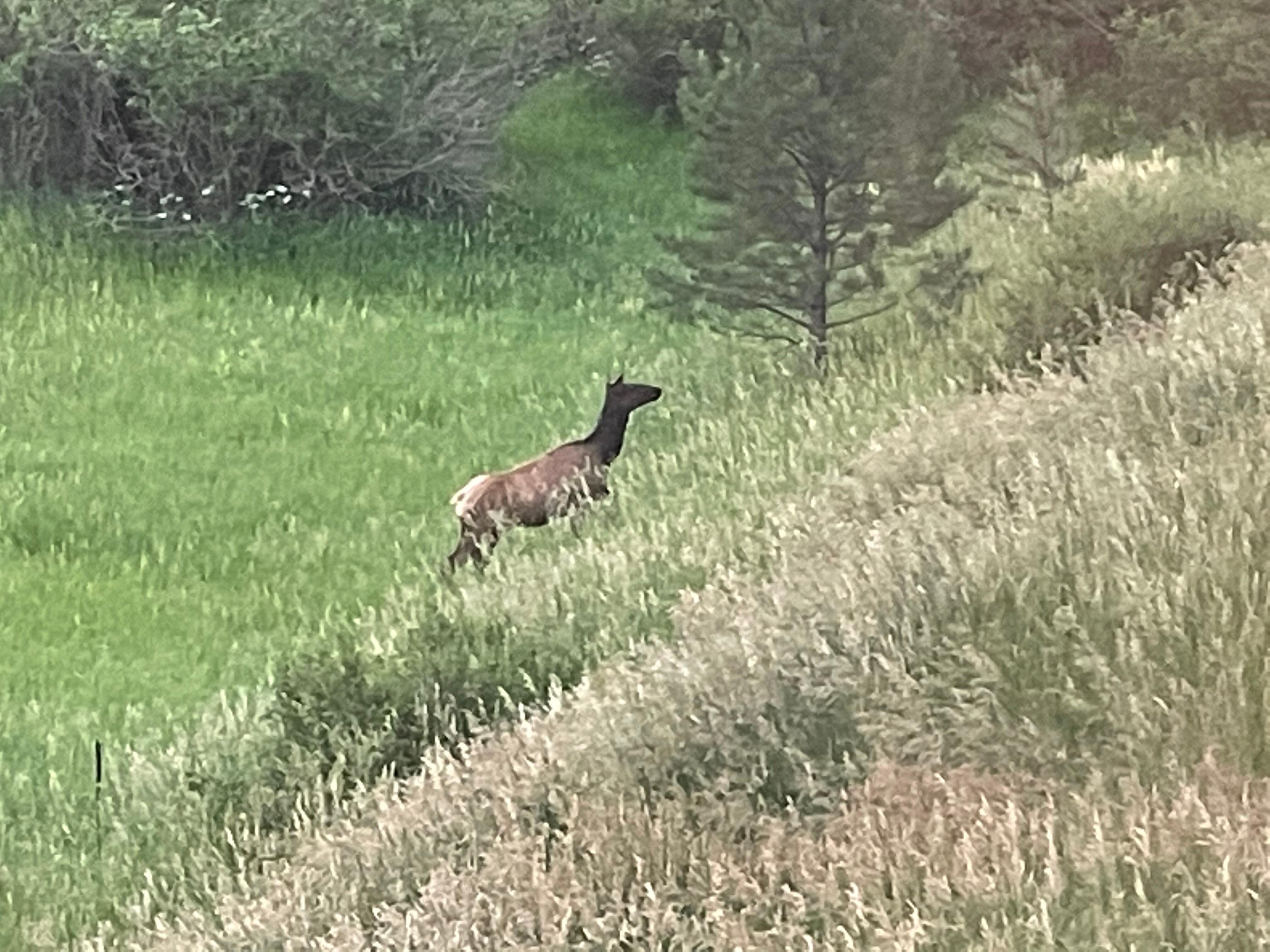 Elk 7/19/25