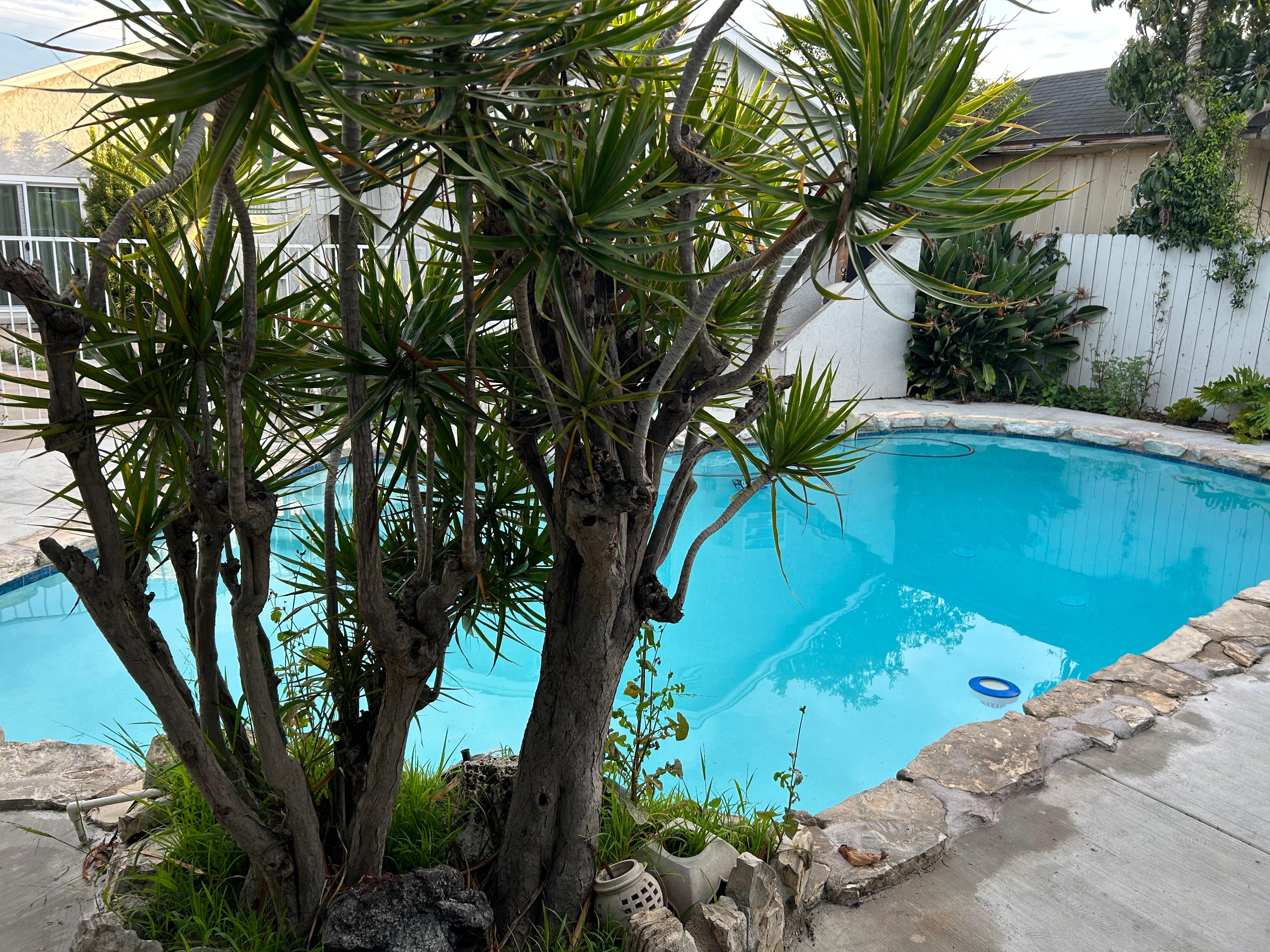 Backyard; relaxing oasis!