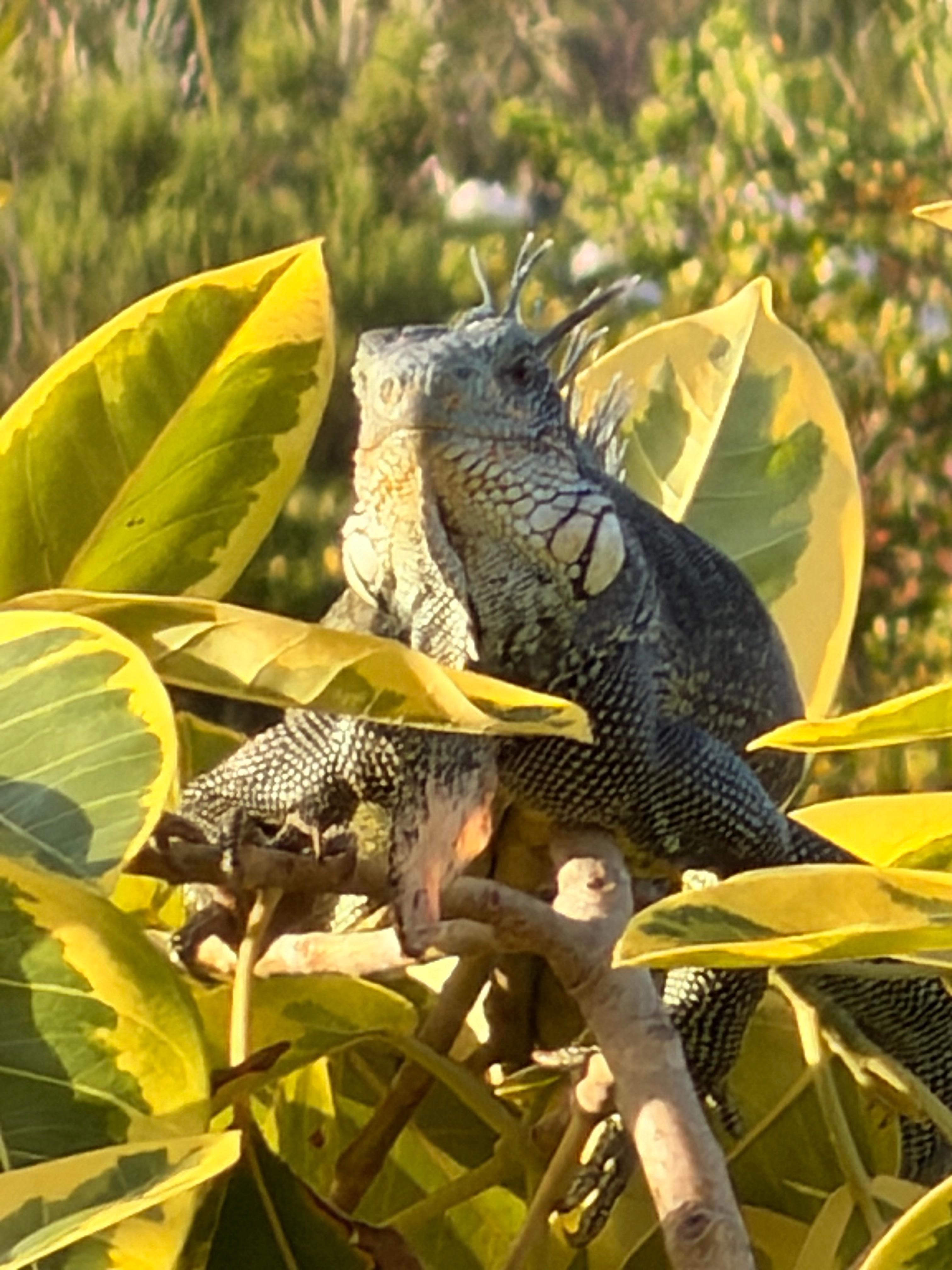 Iggy waking up at the top of the tree 