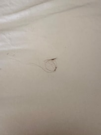 Hairs in the bed