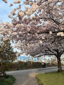 Stanley Park